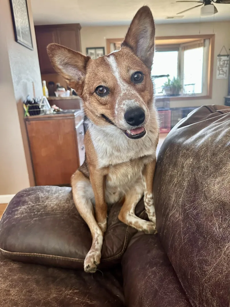 Red Rover thumbnail 5