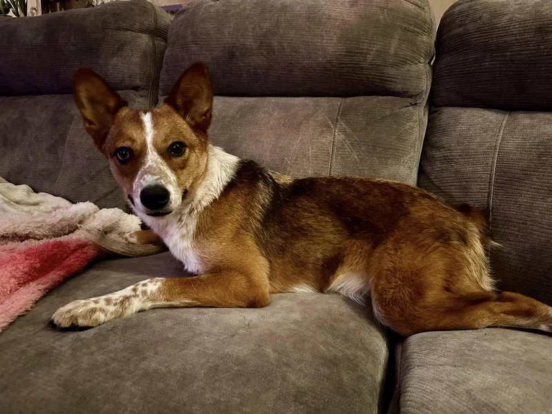 Red Rover thumbnail 6