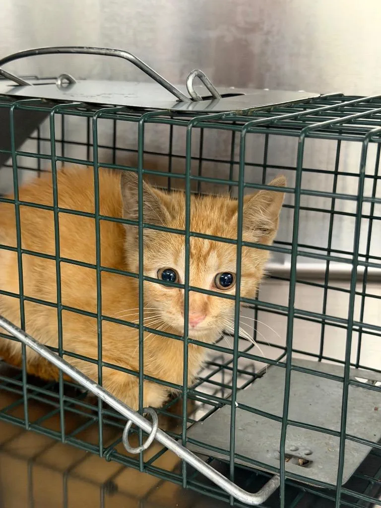 A baby small-sized male Domestic Short Hair cat named Theo for adoption in Berlin, MD