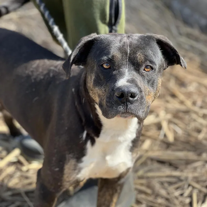 Remington thumbnail 3