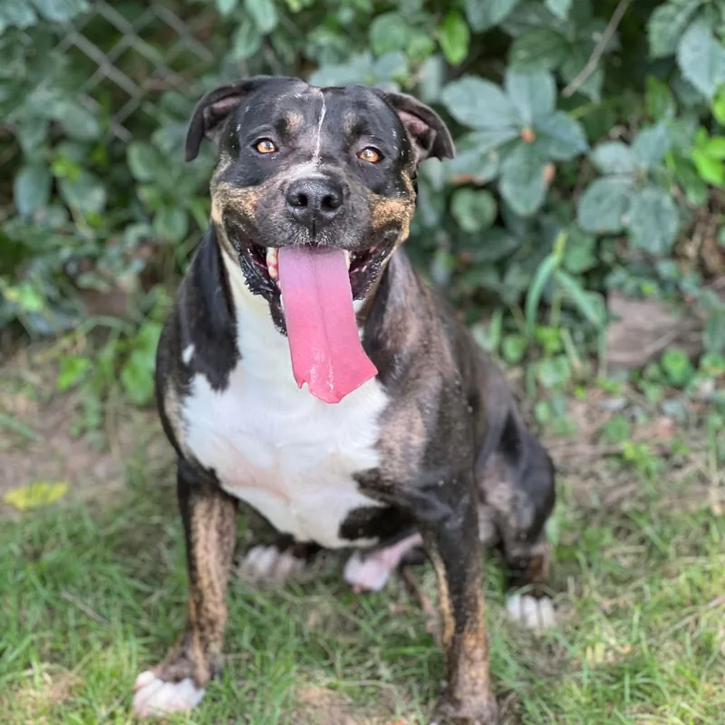 Remington thumbnail 4