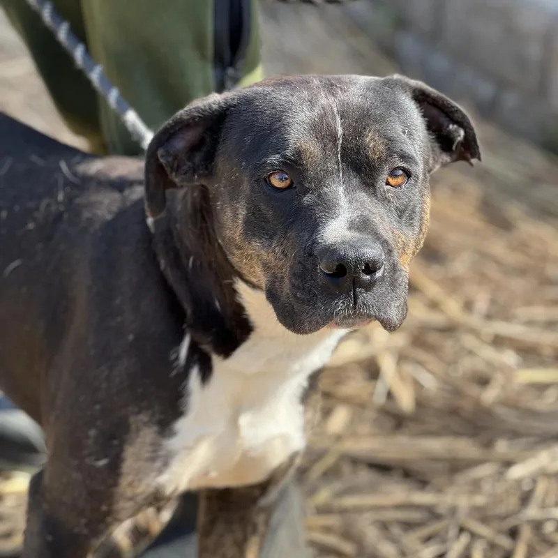 Remington thumbnail 6