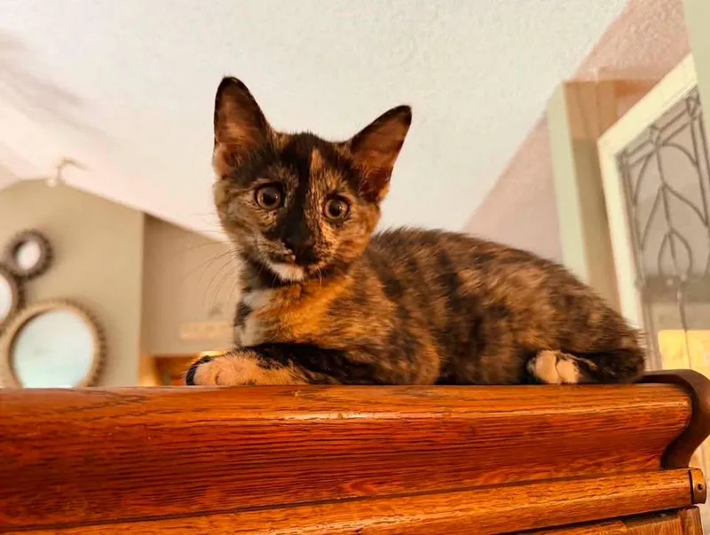 A baby small-sized female Tortoiseshell cat named PEANUT BUTTER and JELLY for adoption in Capshaw, AL