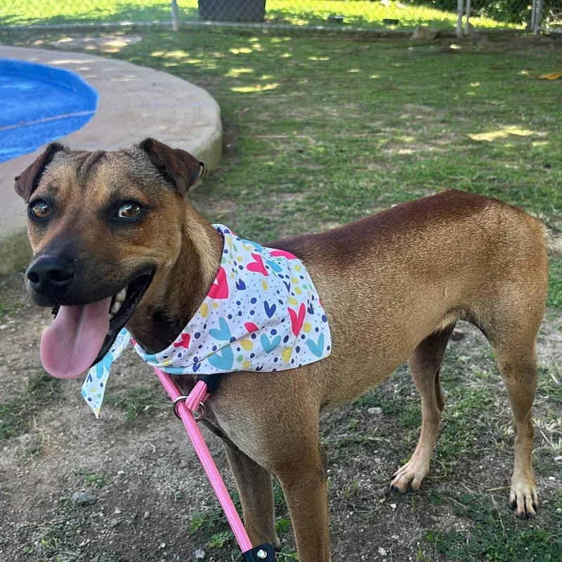 A young small-sized female Rhodesian Ridgeback dog named Sissi for adoption in Humacao, PR