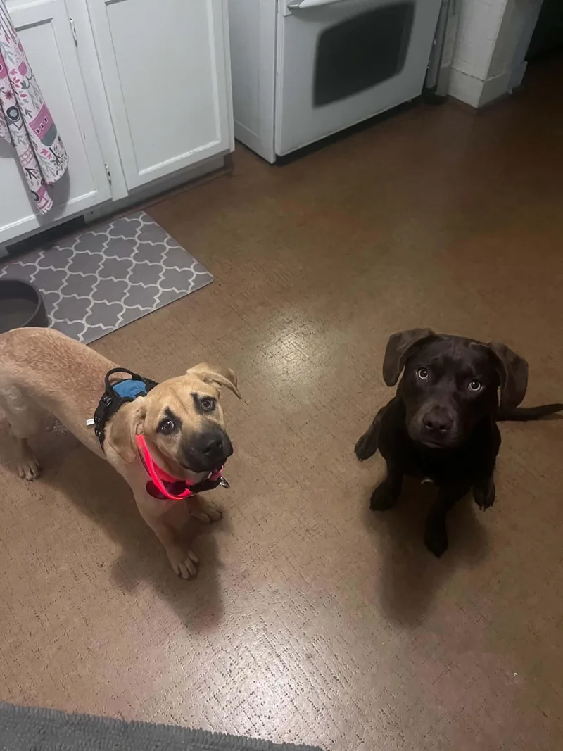 A baby medium-sized female Yellow / Tan / Blond / Fawn Shepherd dog named Croissant for adoption in Richmond, VA