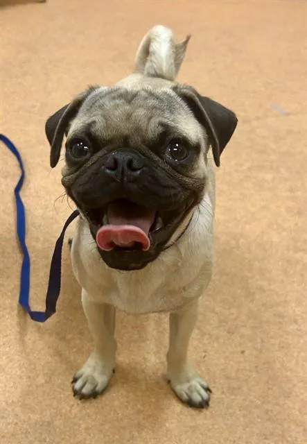 A young small-sized male Pug dog named Pickles for adoption in Martinez, CA