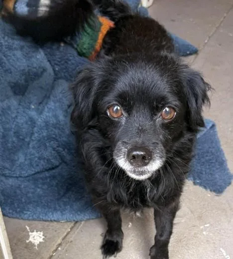 An adult small-sized female Chihuahua dog named Osa for adoption in Santa Rosa, CA