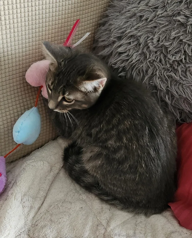 A baby medium-sized male Tabby (Gray / Blue / Silver) Tabby cat named Oscar for adoption in Lombard, IL