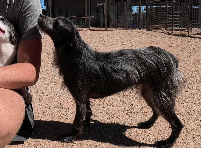 An adult small-sized female Terrier dog named Turbo for adoption in Queen Creek, AZ