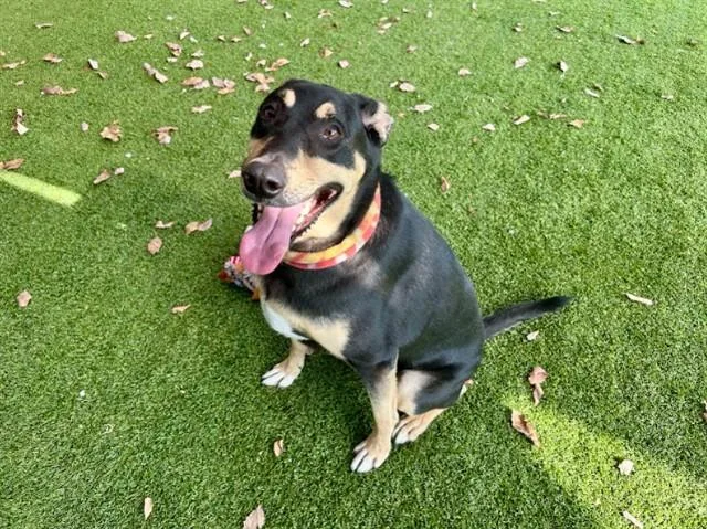 An adult large-sized male Doberman Pinscher dog named Clint for adoption in Garland, TX