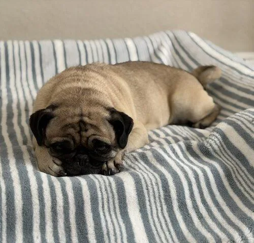 A young small-sized female Pug dog named Muffin for adoption in Henderson, NV