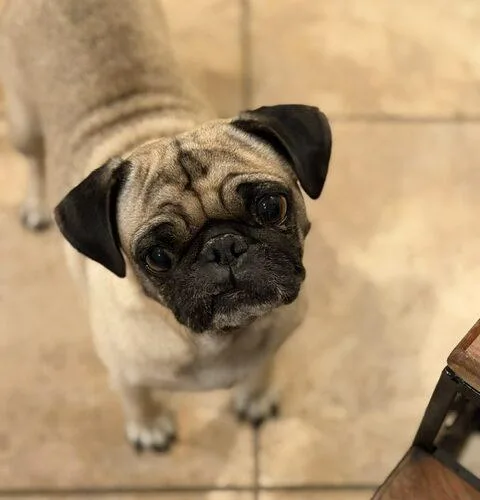 Muffin thumbnail 2