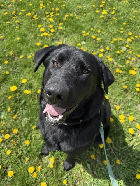 A young large-sized male Labrador Retriever dog named Archer for adoption in Aliquippa, PA