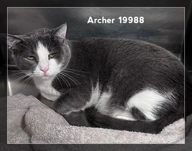 An adult medium-sized female Gray & White Domestic Short Hair cat named Archer for adoption in Marietta, GA