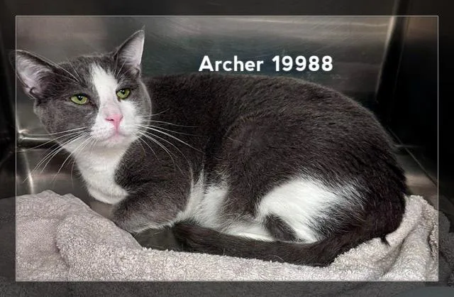 Archer thumbnail 2