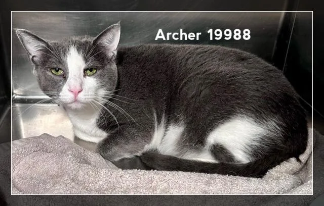Archer thumbnail 3