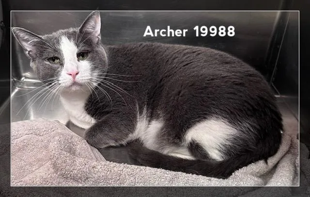 Archer thumbnail 4