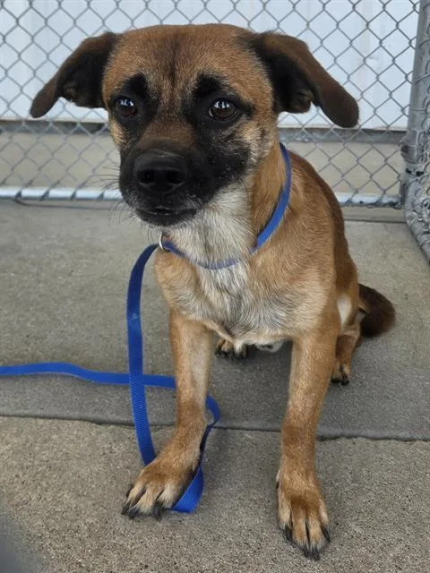 An adult small-sized male Chihuahua dog named Thatcher for adoption in Bakersfield, CA