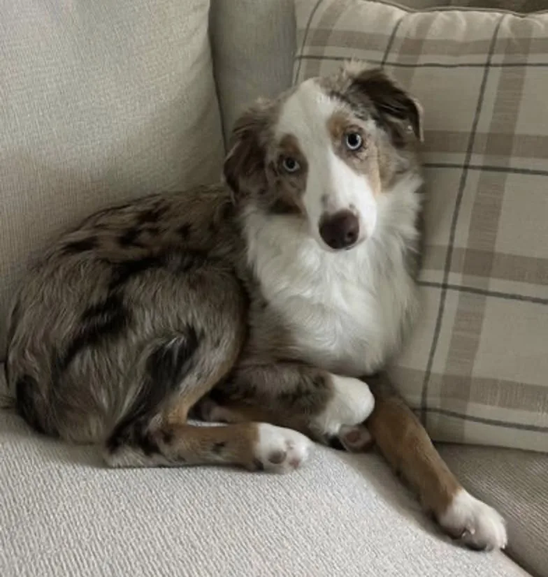 An adult medium-sized female Australian Shepherd dog named Emerson for adoption in Arlington, TX