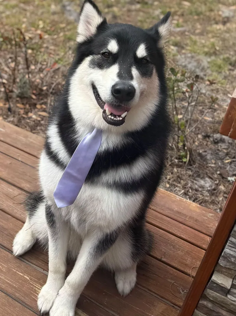 A young large-sized male Alaskan Malamute dog named Maui for adoption in New Smyrna Beach, FL