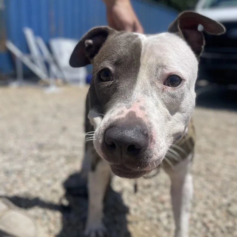 A young medium-sized female Pit Bull Terrier dog named Hollie for adoption in Columbia, SC