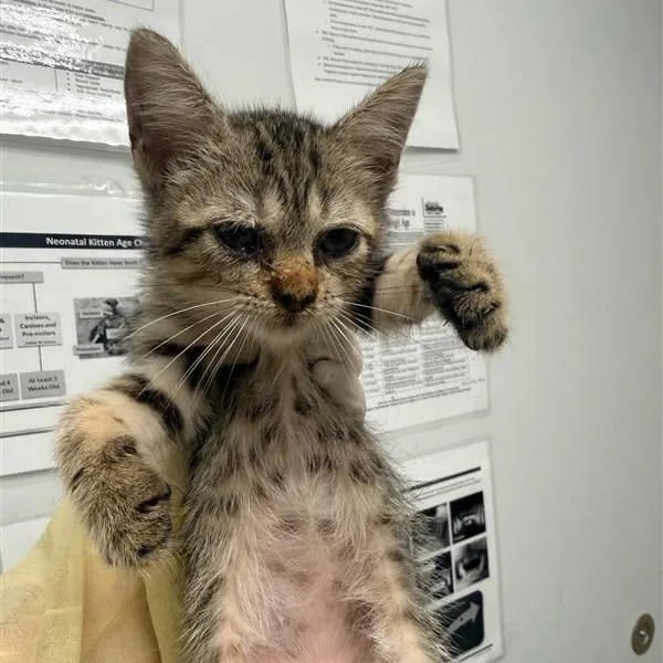 A baby small-sized female Domestic Short Hair cat named Mina for adoption in Jacksonville, FL