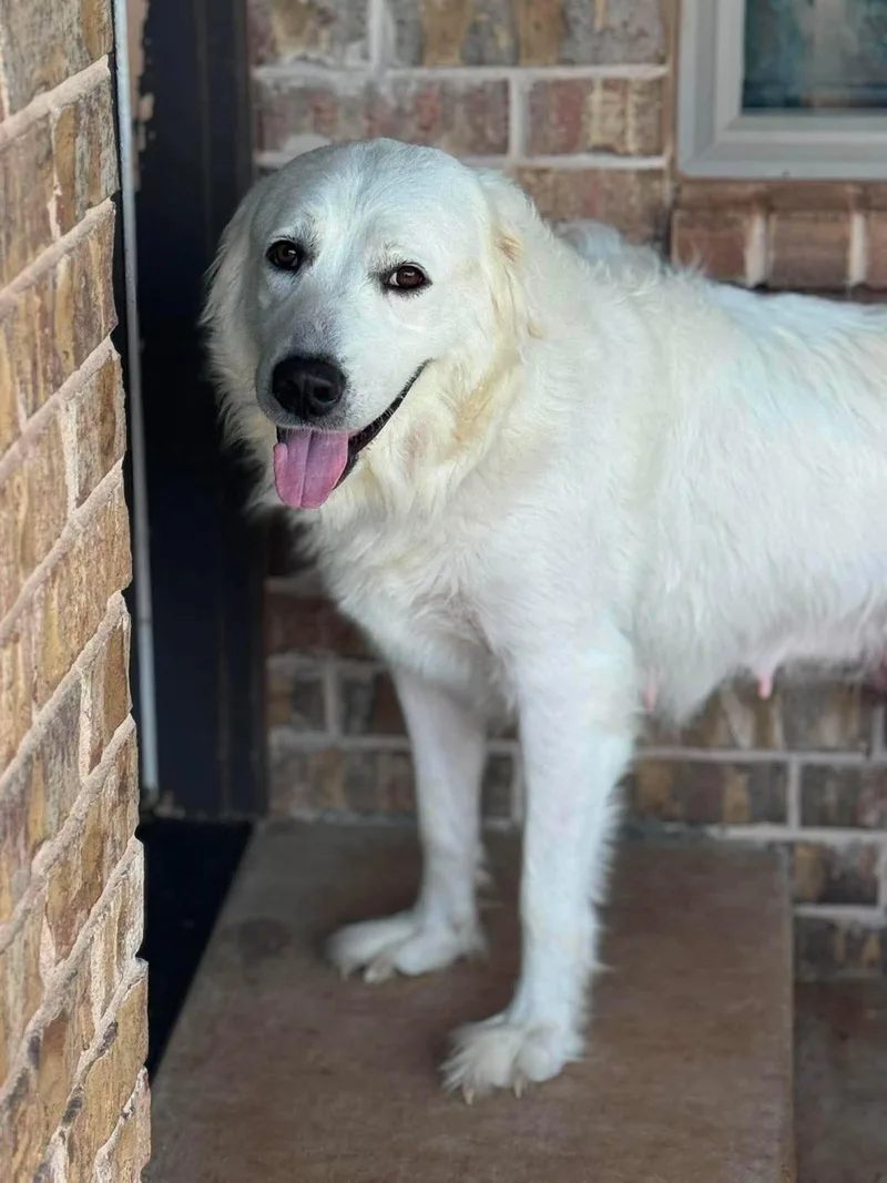 An adult large-sized female White / Cream Great Pyrenees dog named Miss Marple for adoption in Kiowa, OK