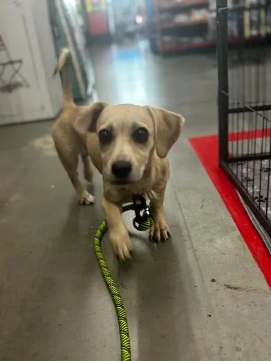 A baby small-sized female Yellow / Tan / Blond / Fawn Dachshund dog named Angel for adoption in Liverpool, TX