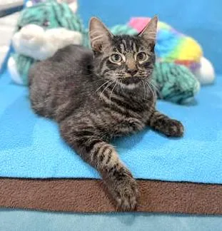 A baby medium-sized male Tabby (Brown / Chocolate) Domestic Medium Hair cat named Paxton for adoption in Houston, TX