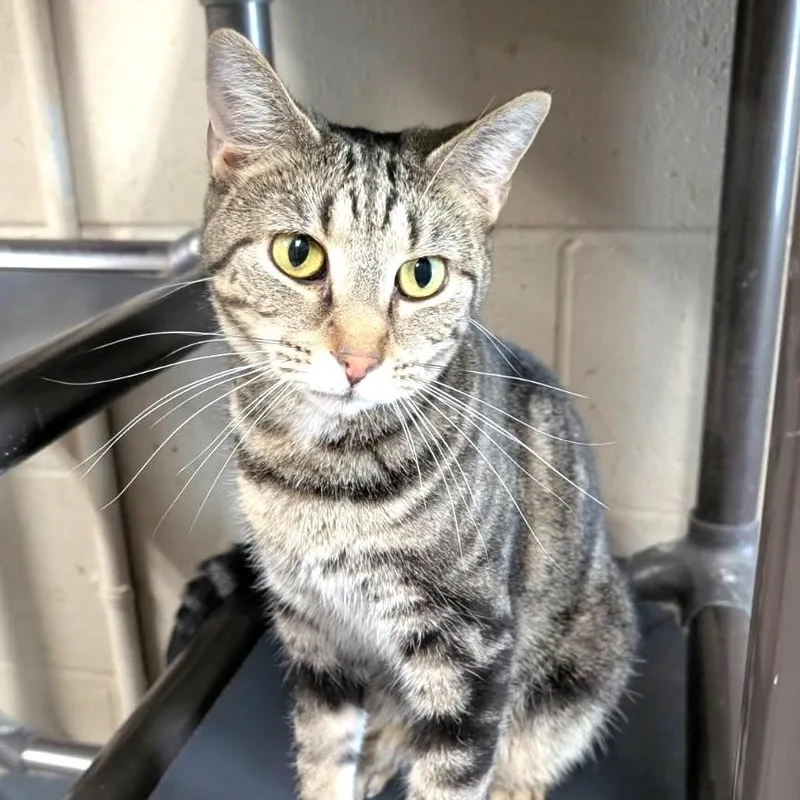 A young medium-sized female Tabby cat named Lucy for adoption in Wilmington, OH