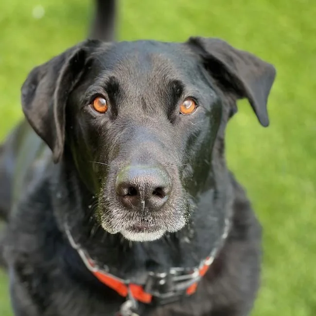 An adult extra large-sized male Labrador Retriever dog named Henry for adoption in San Diego, CA