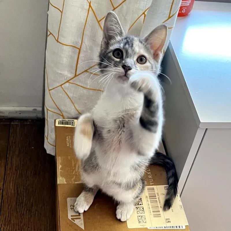 A baby small-sized female White Domestic Medium Hair cat named Terra for adoption in Long Beach, CA
