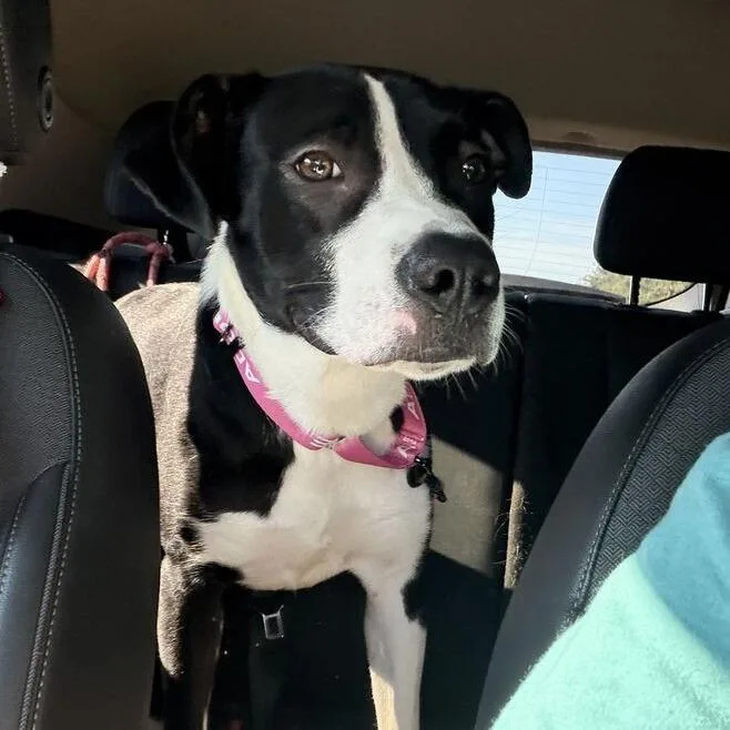A young medium-sized female Black Mixed Breed dog named Nessie for adoption in Marshall, VA