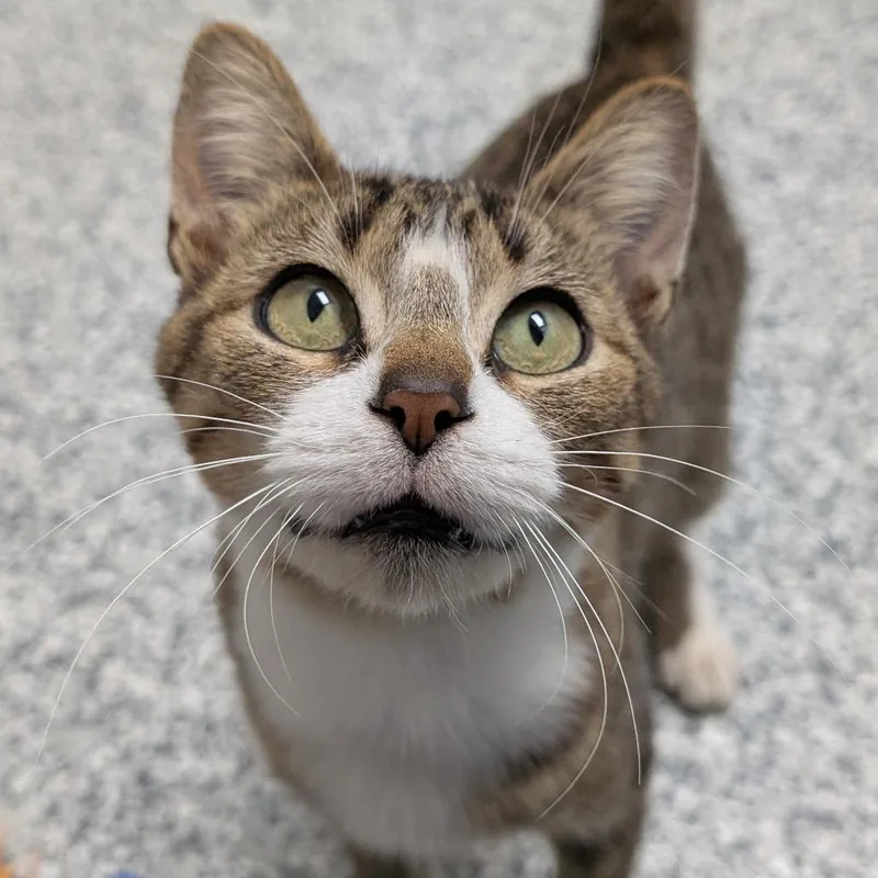 A young medium-sized female Brown / Chocolate Domestic Short Hair cat named Cora for adoption in Brookfield, WI