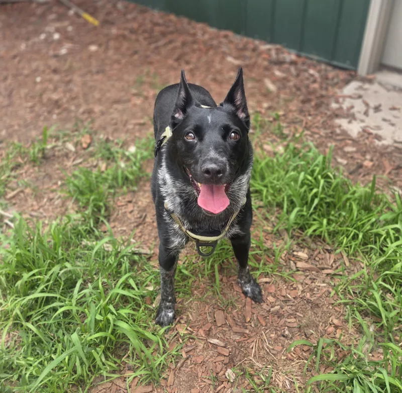 A senior medium-sized female Black Australian Cattle Dog / Blue Heeler dog named Pepper for adoption in Brookings, SD