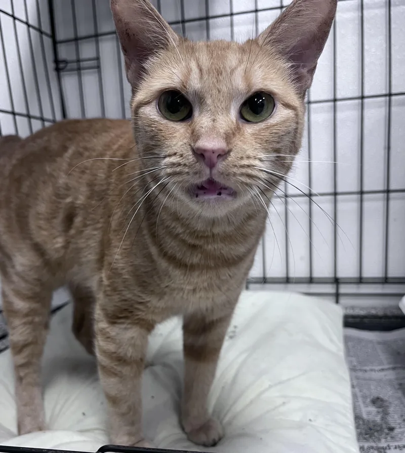 An adult medium-sized female Tabby (Orange / Red) Domestic Short Hair cat named Whinny for adoption in Youngstown, OH