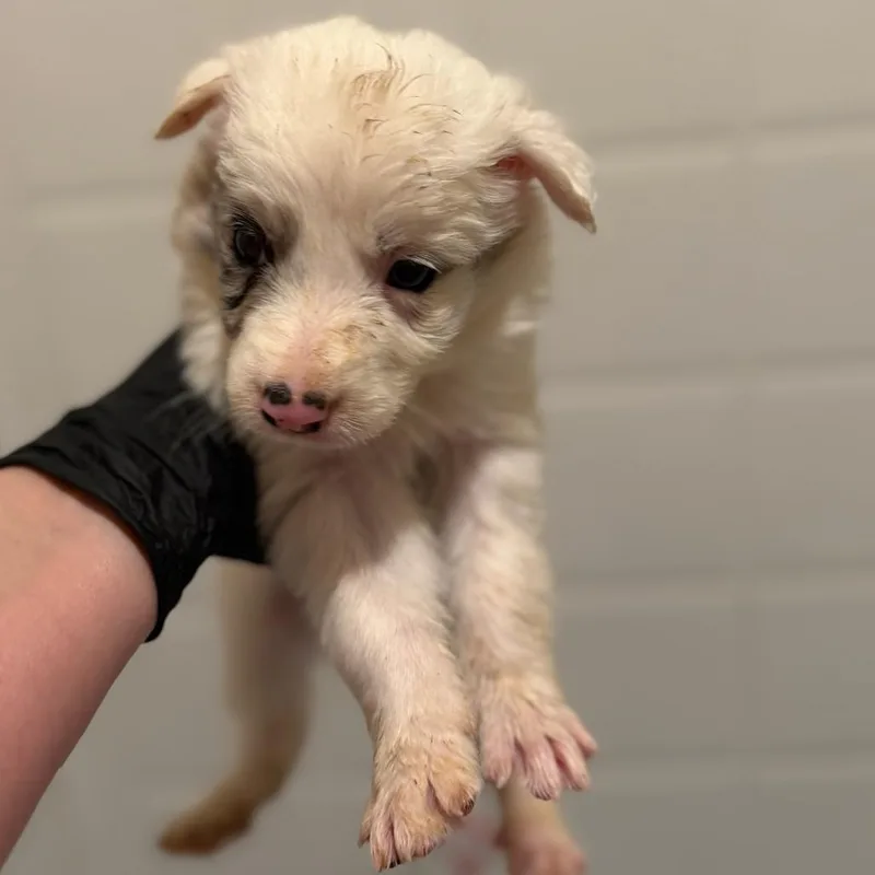 A baby medium-sized male Gray / Blue / Silver Australian Shepherd dog named Rio for adoption in Phoenix, AZ