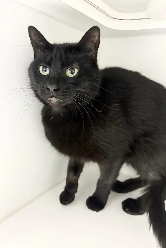 An adult medium-sized female Black Domestic Short Hair cat named Zoe for adoption in Rochester, IN