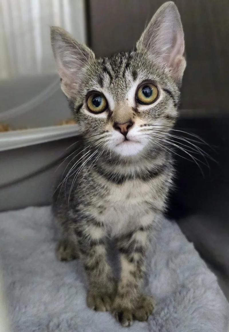 A baby medium-sized female Tabby (Brown / Chocolate) Domestic Short Hair cat named Rachel for adoption in Amityville, NY