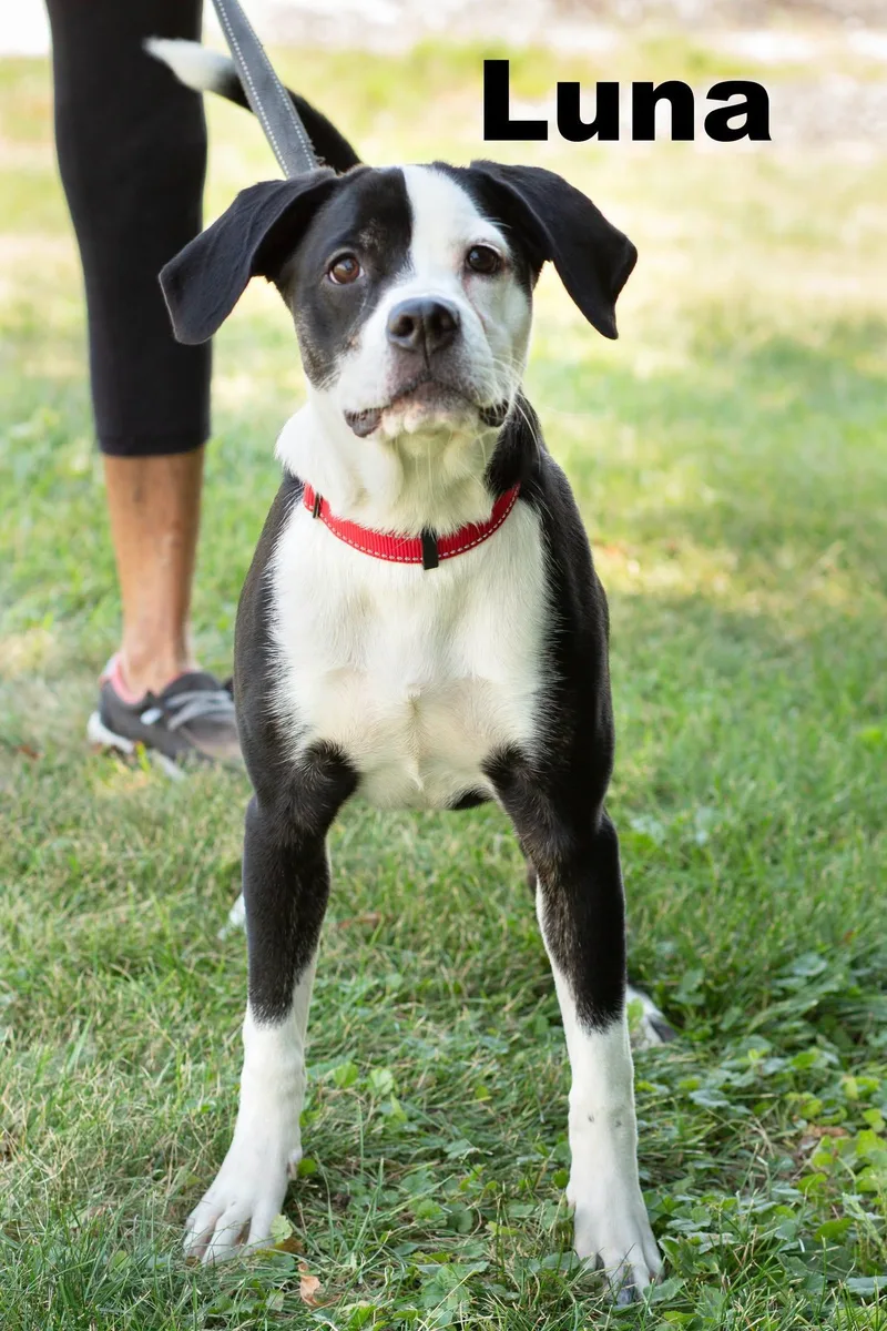 A young medium-sized female Black Mixed Breed dog named Luna for adoption in Macomb, IL