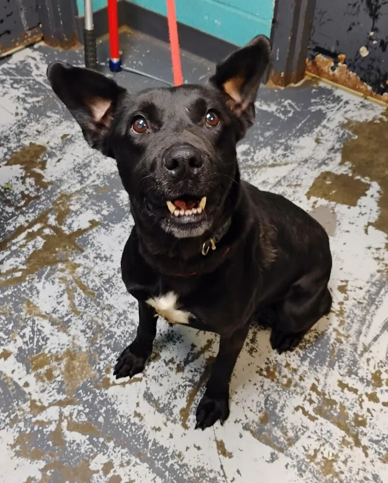 A senior medium-sized female Tricolor (Brown, Black, & White) Retriever dog named Purdy for adoption in New Lexington, OH