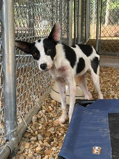A young medium-sized female Black Terrier dog named Spooky for adoption in Marshall, TX