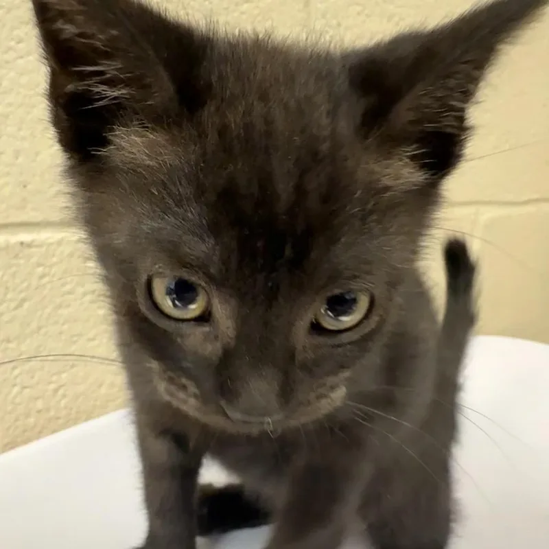 A baby small-sized male Black Domestic Short Hair cat named Pearl for adoption in Troy, VA
