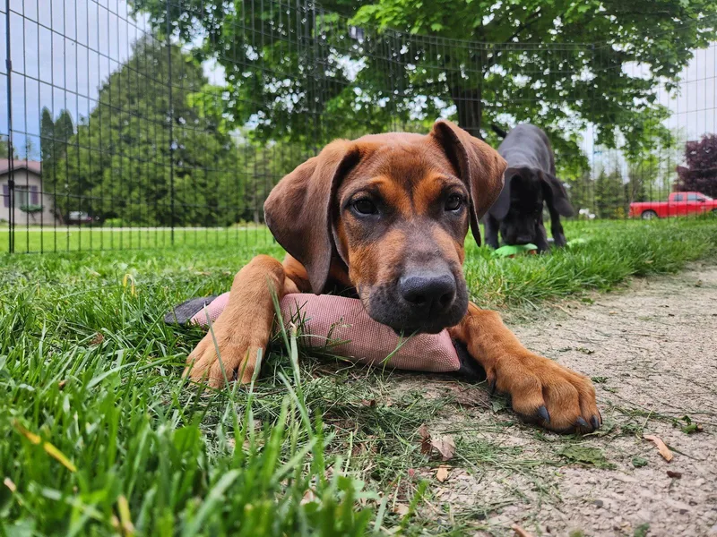 A baby extra large-sized female Hound dog named Maple for adoption in New London, WI