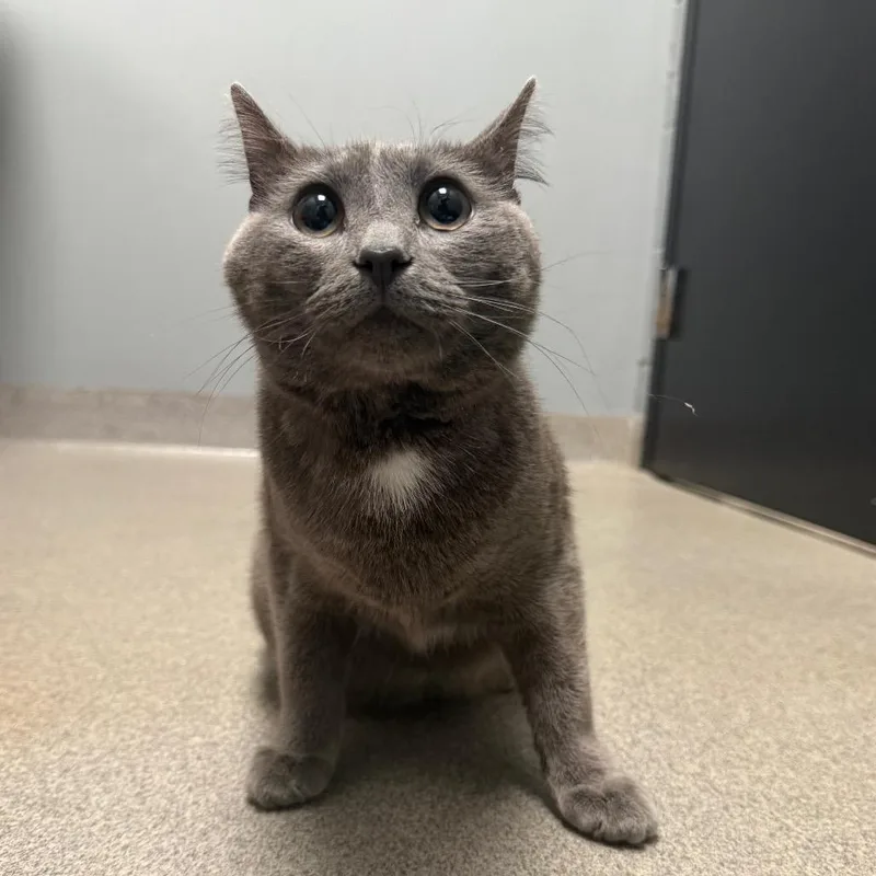 Dust Bunny thumbnail 2