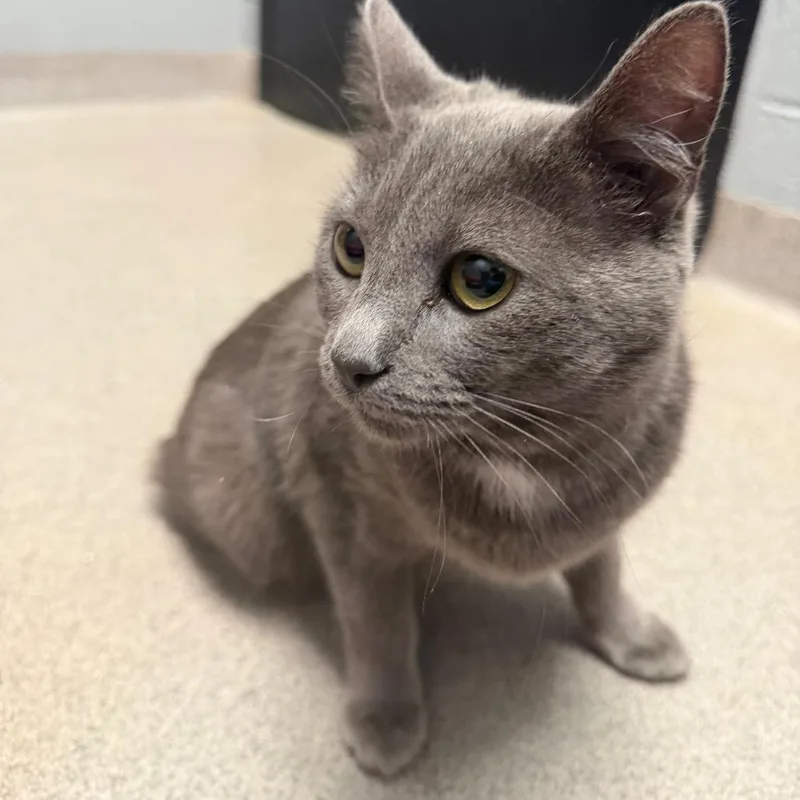 Dust Bunny thumbnail 3