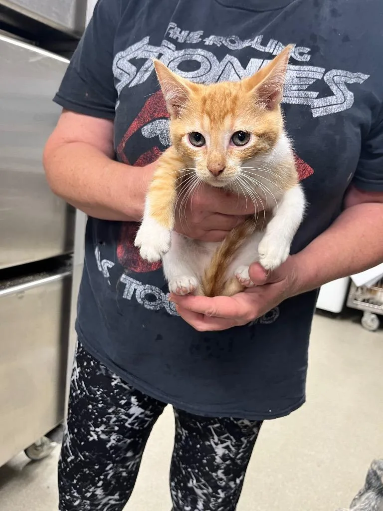A baby small-sized male Domestic Short Hair cat named Bobby for adoption in Hopkinsville, KY