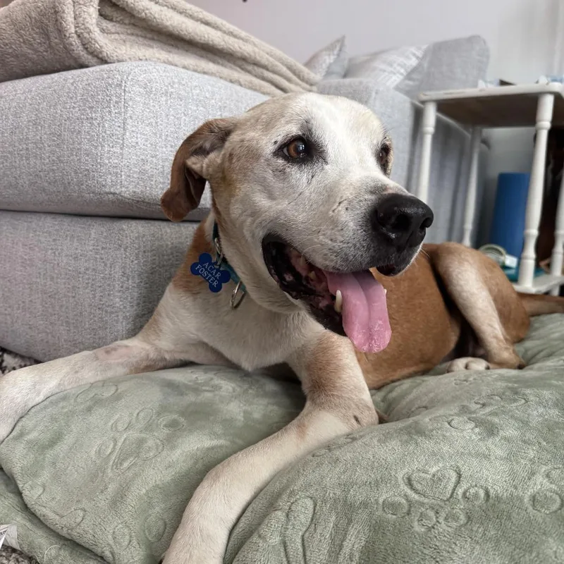 A senior medium-sized male Red / Chestnut / Orange Mixed Breed dog named Billy Ray Cyrus for adoption in Gainesville, FL