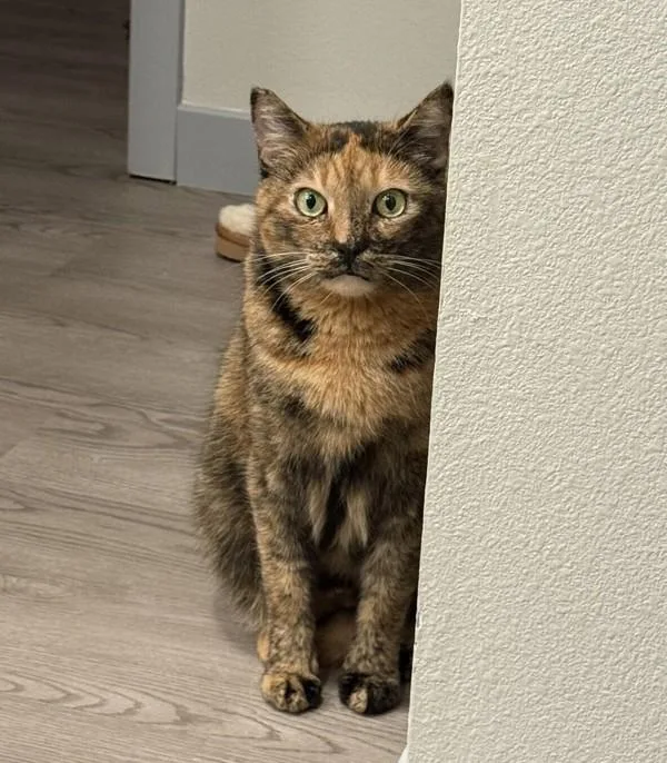 An adult medium-sized female Domestic Short Hair cat named Bambi for adoption in San Diego, CA