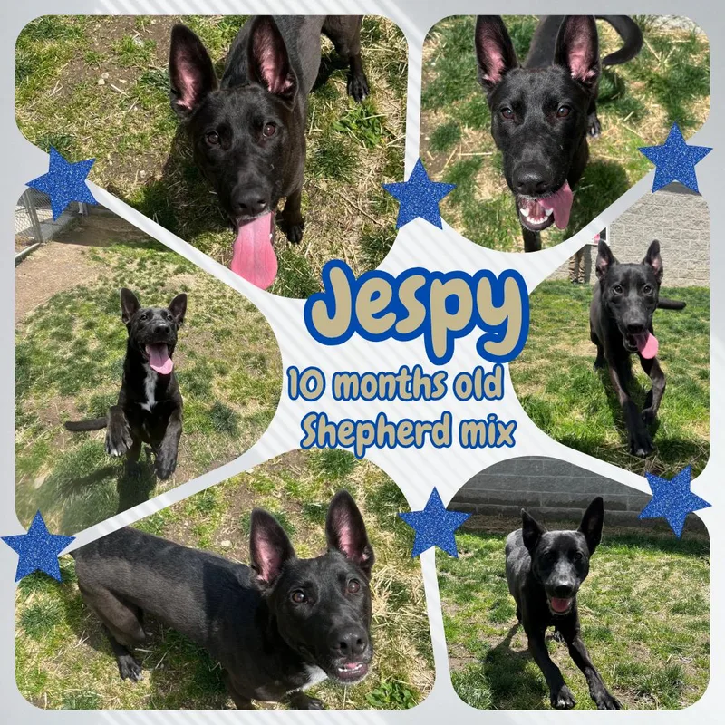 Jespy
